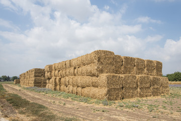 Wheat haystack in field