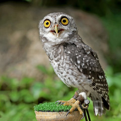 spotted owlet or athene brama bird