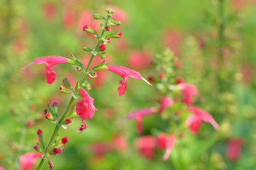 red flower / red flower closeup