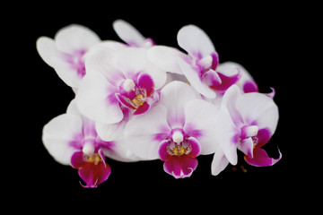beautiful orchid flower on black background