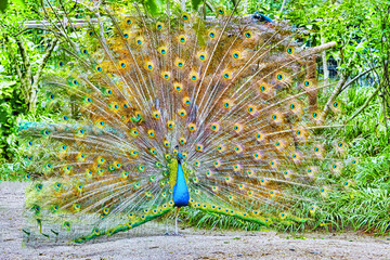 Obraz premium Beautiful peacock with feathers out.