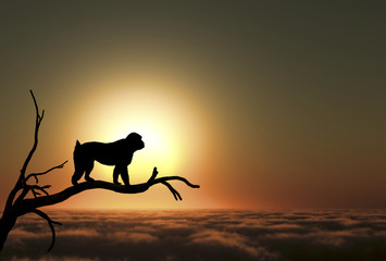 日の出と猿