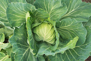 cabbage garden