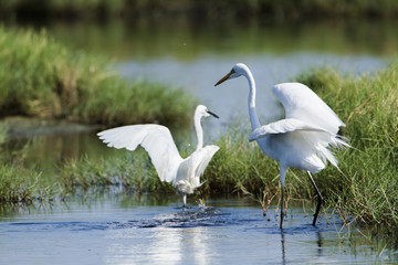 Great egret and little egret in Potuvil, Sri Lanka.