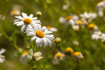 Close up of daisies growing in the summer on a grass