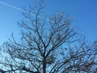 Catalpa bignonioides (arbre aux cigares) à l'automne
