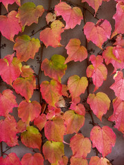 Lierre grimpant à l'automne