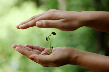 Hand holding small plant