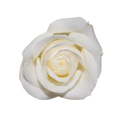 White rose in macro scale