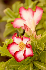 Obraz na płótnie Canvas Desert Rose is a bright-colored flowers 