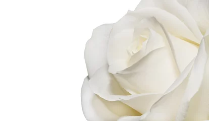 Papier Peint photo Lavable Roses Card background white rose