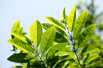 Green leaves for background