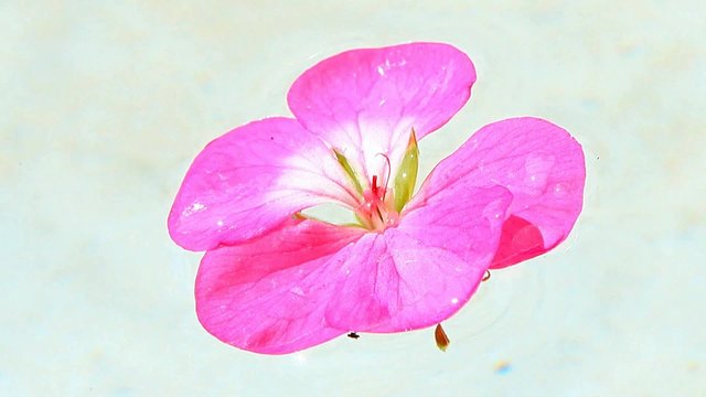 Geranium flower floats on water (Zonal geraniums)