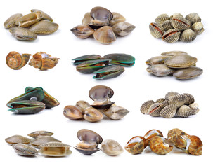 enamel venus shell, Clam shellfish, Surf clam, mussel,  spotted
