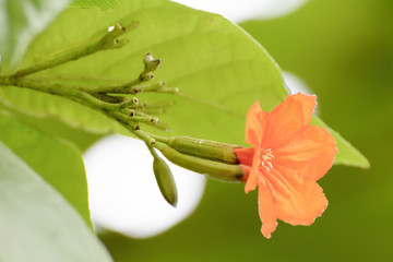 Cordia sebestena or geiger tree s flowering plants its beautiful
