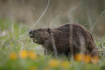 Beaver