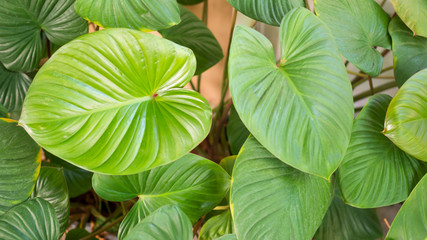 Leaves of green caladium