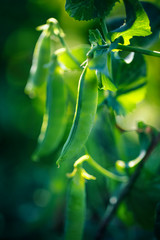 Pods of green peas growing on organic farm