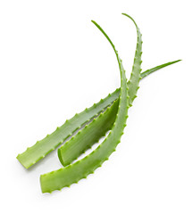 Naklejka premium Aloe vera