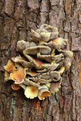 Pilz - Baumpilz