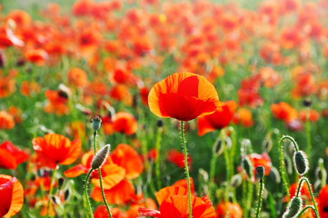 Poppy field