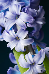 Hyacinth flower - obrazy, fototapety, plakaty