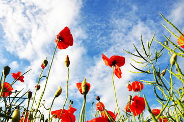 Obraz premium Red poppy field