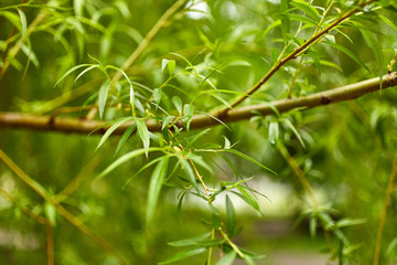 Fototapeta premium Willow tree
