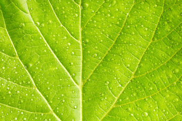 Fototapeta na wymiar Leaf with drops of water