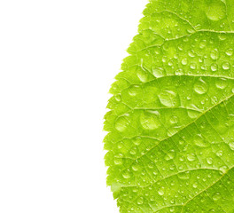 Green leaf with drops of water