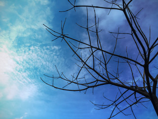 Dry tree and  blue sky background