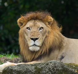 Obraz na płótnie Canvas Male Lion