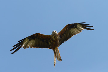 Red Kite, Milvus milvus