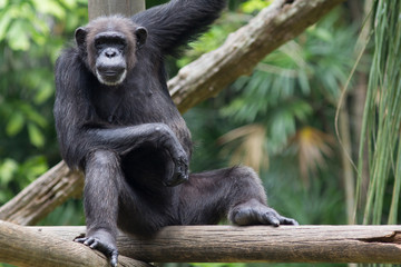 Chimpanzee 