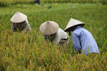 Vietnam farmer havesting rice in field, hanoi, 