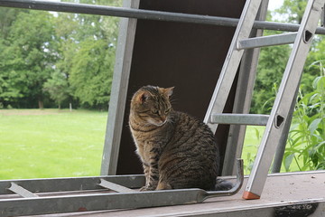 Getigerte Katze sitzt auf einem Baugerüst
