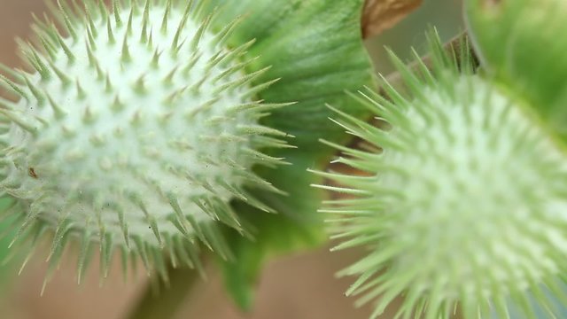 Datura Stramonium Fruit / Thorn Apple