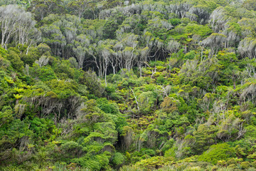 Naklejka premium Native bush of New Zealand