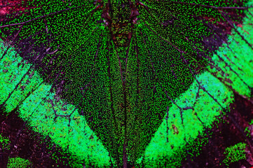 Fototapeta premium Butterfly World