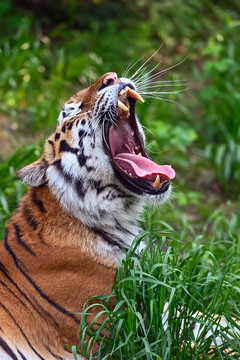 Fototapeta Tiger