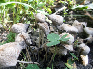 Mushrooms
