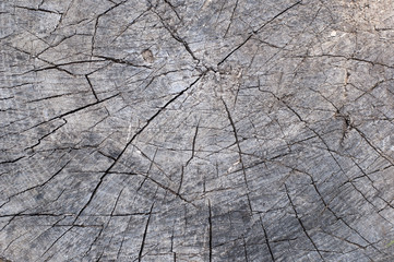 Old cracked tree stump wood texture abstract