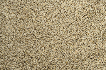 Barley grain