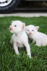 Two kittens with lawn in the background.