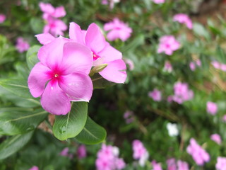 Pink petunias flowers