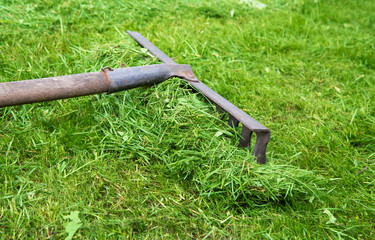 Rake lying on grass in the garden