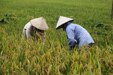 Vietnam farmer havesting rice in field, hanoi, 