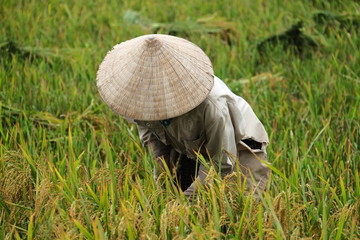 Vietnam farmer havesting rice in field, hanoi, 