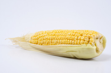 fresh corn on white background