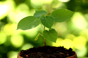 Plant growing in a small pot